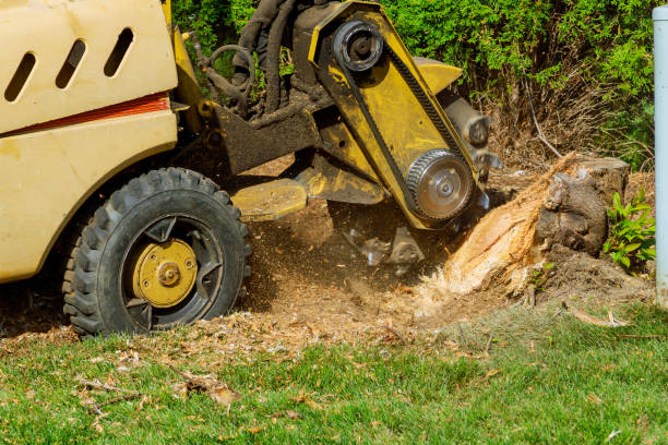 Trusted Neffs, OH Tree Care Services Experts