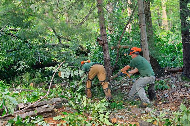 How Our Tree Care Process Works  in  Neffs, OH